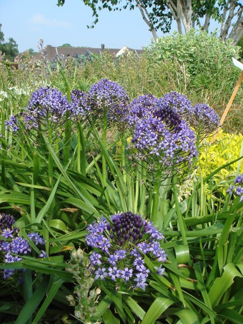 Scilla peruviana fleur